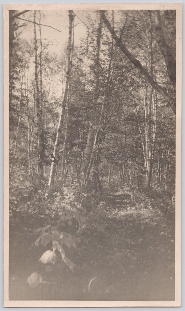 B+W Photo Forest Path Woodland Trees Nature Landscape Rustic Wall Art for Cabin