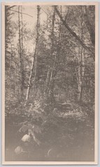 B+W Photo Forest Path Woodland Trees Nature Landscape Rustic Wall Art for Cabin