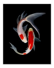 Crystal Canvas Prints Koi Fish Photography Prints – Set of 4 (11×14) Inches G…