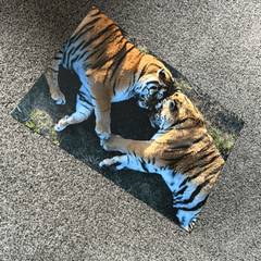 Tiger Love Photography Print 16×24 (2of3)
