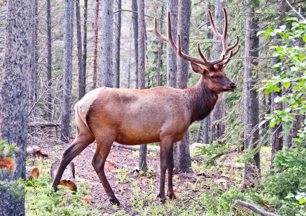Neil Reichline Photo, Elk in the Woods