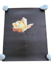 Large Yellow Flower Art Print Original Vintage 1980’s 16″X 21″