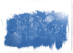 🎁 Set 13: All Handmade Photographic Cyanotype Greeting Cards Set of 12pcs 🎁