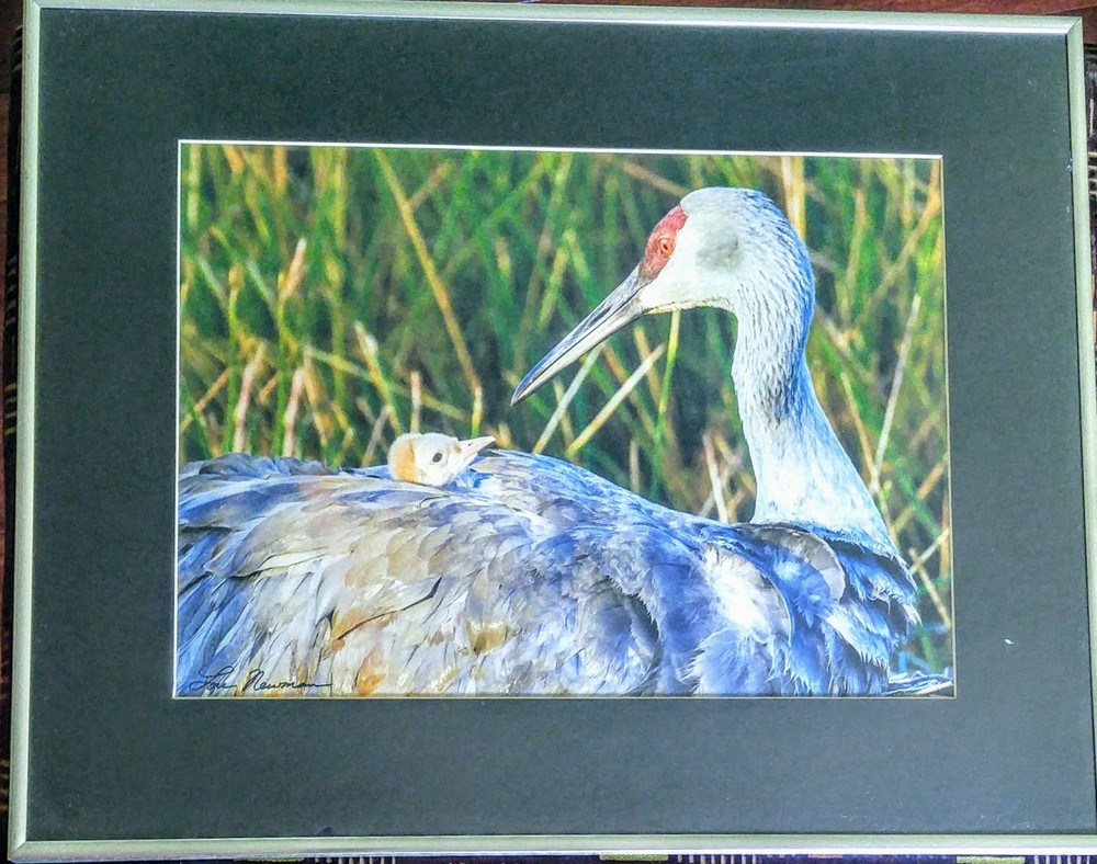 Bird Wildlife Photography – Sandhill Crane and Chick Marsh- Lou Newman Art Print