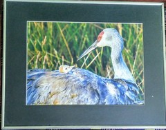 Bird Wildlife Photography – Sandhill Crane and Chick Marsh- Lou Newman Art Print
