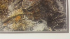 Thomas Mangelsen «Mother’s Love – Mountain Lions» Signed Limited Edition Print