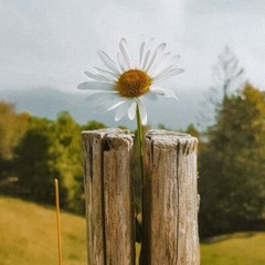 Digital Image Picture Photo Pic Wallpaper White Nature Flower Pictures
