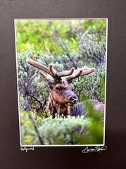 Grand Teton National Park Hollywood Elk Photo Art Print 5×7 Matted In 8×10