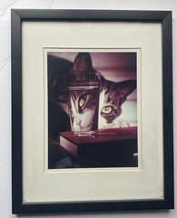 LIFE Magazine Nina Leen Cat Peering Into Glass Framed Photo Print w COA 1963