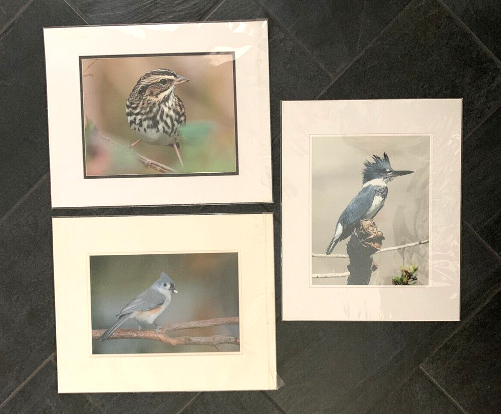 Bird Photographs NEW LARGE Set of 3 Signed Kingfisher Sparrow Tufted Titmouse??