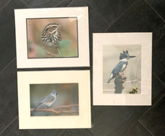 Bird Photographs NEW LARGE Set of 3 Signed Kingfisher Sparrow Tufted Titmouse??