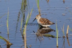 Dunlin Photo 1, Pick One Image – Various Sizes