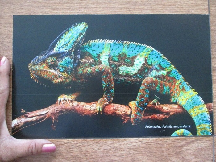 cameron lizard photo wildlife picture 7×11 inch art print waterproof shop decor