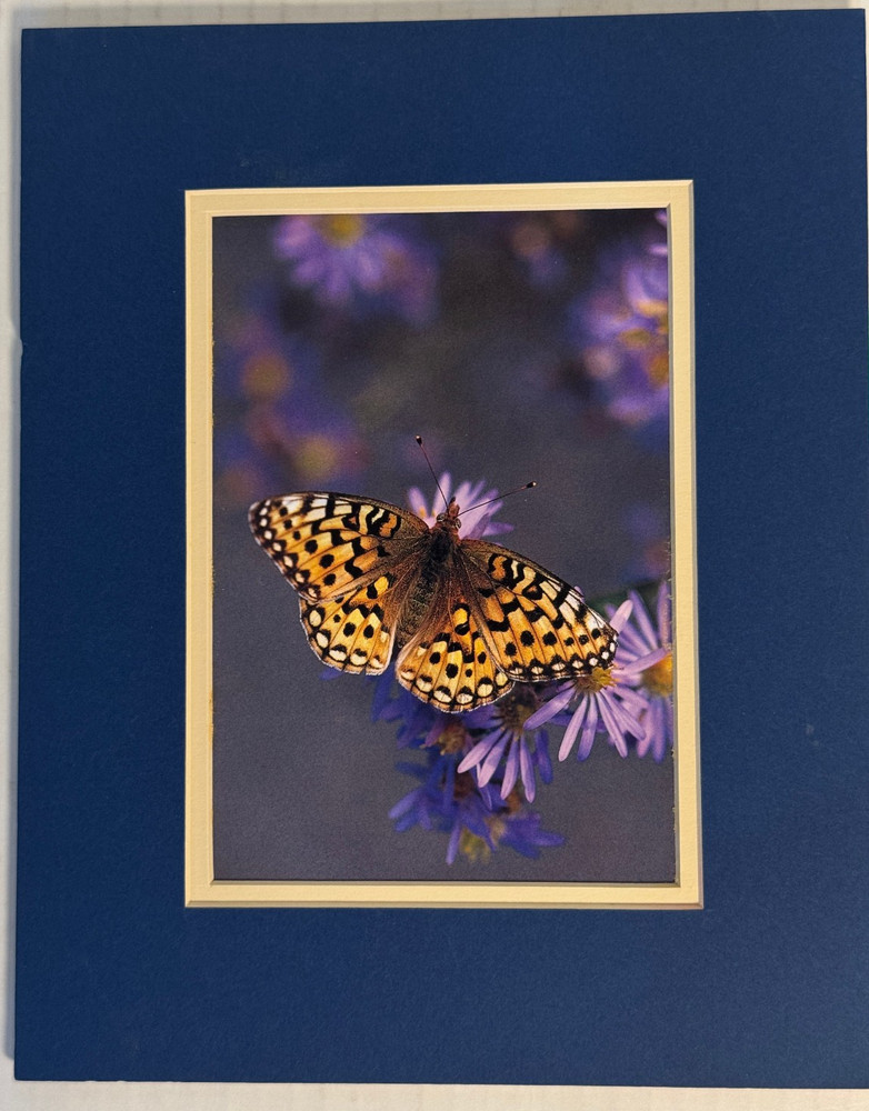 Butterfly Flowers Photograph Print by Gary Crandall 8×10 Matted Nature Wall Art