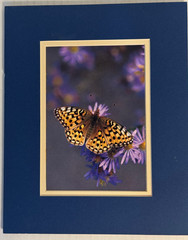 Butterfly Flowers Photograph Print by Gary Crandall 8×10 Matted Nature Wall Art