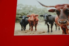 Hand signed Longhorn Cow Photograph w Canvas Texture on Styrene Board Print Art