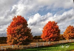 MH Nature & Landscape Photographs – Flowers Trees Water Landscapes 16×20 Canvas.