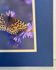 Butterfly Flowers Photograph Print by Gary Crandall 8×10 Matted Nature Wall Art
