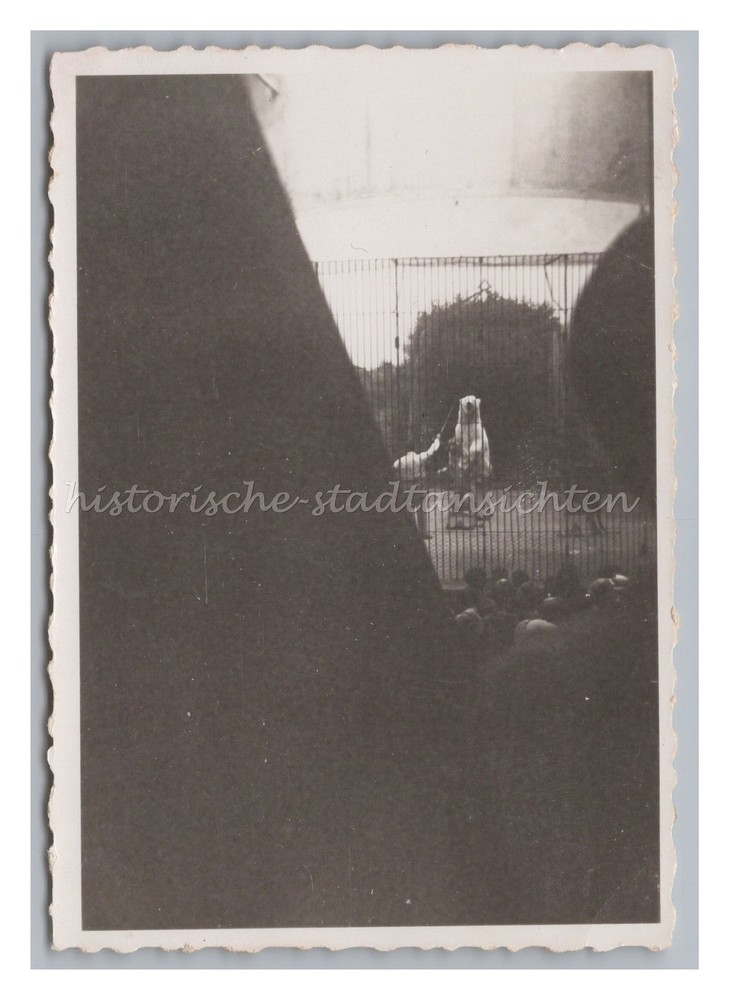 Polar Bear in Handle – Animal Circus – Old Photo