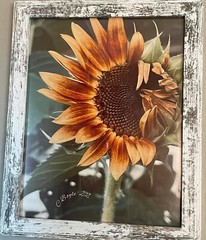 Winking Sunflower