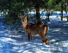 Digital Image Picture Photo Wallpaper Background Desktop Art Deer Catskills NY