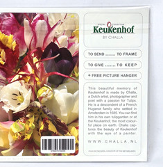 Keukenhof by Challa – Tulips Windmills Matted Art Photograph