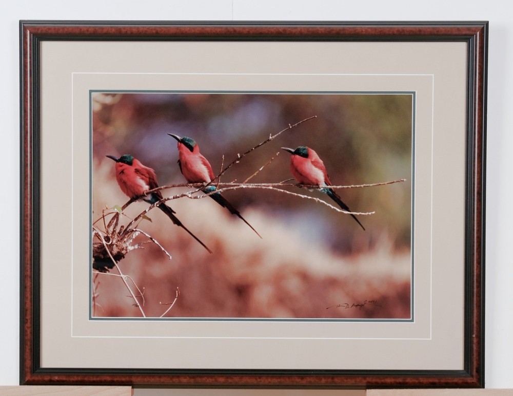 1991 Thomas Mangelsen «The Perch – Carmine Bee-Eaters» Signed L.E. 515/950 Photo