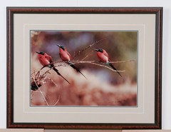 1991 Thomas Mangelsen «The Perch – Carmine Bee-Eaters» Signed L.E. 515/950 Photo