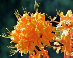 Flame Azalea – Rhododendron Calendulaceum – Nature Photography