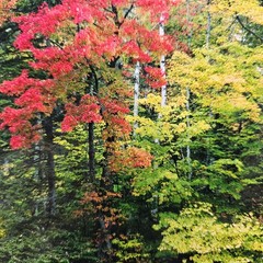 ART – Signed Gary Love Photograph 21.75×11.75 Framed Landscape Art – Maine Trees