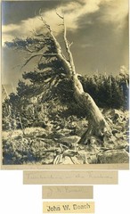 Pine trees in the Rockies antique art photo by J Beach
