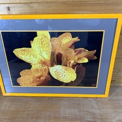 JEB Framed Photography Color Still Life Canna Lily 22-3/4” x 16-3/4” x 5/8”
