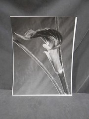 Vintage Botanical Plant Flower Bud Still Life Art Photograph Photo Picture (#4)