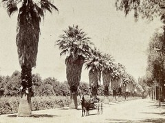 USA US Magnolias Avenue Riverside California 1902 Photo Stereo Vintage