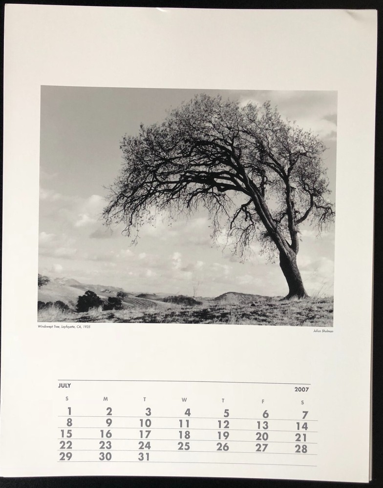 JULIUS SHULMAN Photograph Litho 11×14 Windswept Tree Mid Century Modern