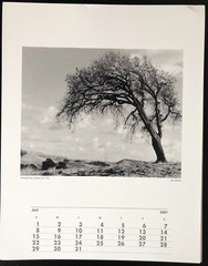 JULIUS SHULMAN Photograph Litho 11×14 Windswept Tree Mid Century Modern