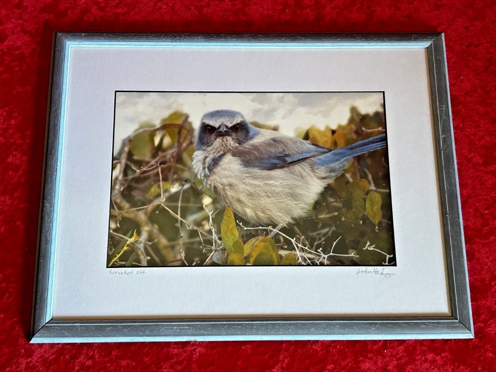 Framed Signed Numbered Wildlife Photographic Print John Hartung «Scrubbed Off»