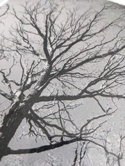 Original Black and White Photography, Nature, Tree, Custom 11×19