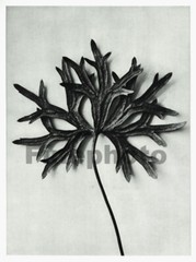 1929 Original Vintage KARL BLOSSFELDT Botanical Plant Flower Abstract Photo Art