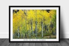 Aspen Tree Grove Autumn Rocky Mountains Colorado Nature Photography Print