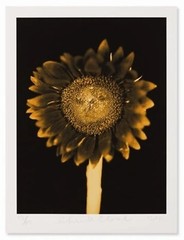 CHUCK CLOSE ‘Sunflower’, 2006/2011 SIGNED Photograph 24 x 18 in. #32/60 **NEW**
