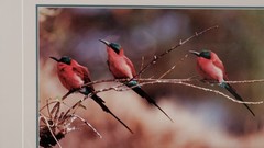1991 Thomas Mangelsen «The Perch – Carmine Bee-Eaters» Signed L.E. 515/950 Photo