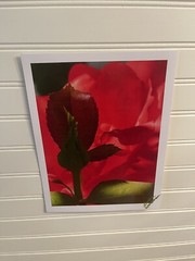 Garden Rose #6 – landscape photograph 8.5×11
