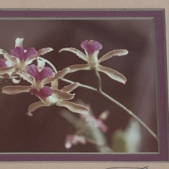 Original Photo Pink Orchid Signed & Framed Estate 1981