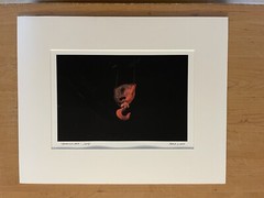 Monmouth University Mark Ludak, MFA Signed Photo Red Hook 2004