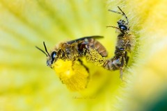 Bees, Flowers, Nature, Springtime, Art – Busy Bees