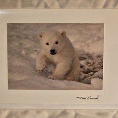 (3)Signed Tom Soucek Polar Bear Cub Photograph Anchorage Alaska (2) Walker/Bushu