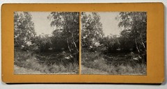 France Forest Of Fontainebleau La Mare After Leaguers Photo c1900 Stereo Vintage