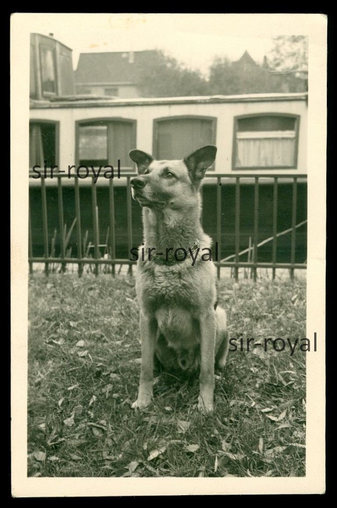 Hamburg 1954 – German Shepherd Andi on Motor Ship Moje – Photo 6x9cm