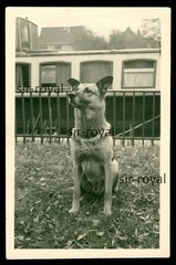 Hamburg 1954 – German Shepherd Andi on Motor Ship Moje – Photo 6x9cm